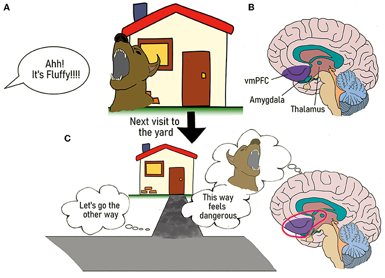 Sol taraftaki sahnede köpek, eve (“Fluffy"e) yaklaşır ve büyük bir korku/tehdit yaşamış olur (“Ahh! It’s Fluffy!!!”). Amigdala, Korku ve tehdidi işleyen bölgedir. Köpeğin eve bakınca beyindeki korku merkezi devreye girer. Köpeğin vücudu bu tehlikeden “bir şeyler hisseder”. Düşünce balonunda yazdığı “This way feels dangerous” (Bu taraf tehlikeli hissediyor) cümlesi tam da bu işareti ifade eder. Bu mantıklı bir düşünce değil, içgüdüsel bir “bedensel işarettir”. vmPFC (Ventromedial Prefrontal Korteks), Karar verme merkezidir. Bu bölge, Amigdala’dan gelen “tehlike” sinyalini (bedensel işareti) alır ve kararı buna göre yönlendirir. Köpek, “Let’s go the other way” (Diğer yoldan gidelim) diyerek rotasını değiştirir.