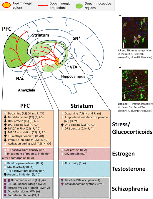 Şema, beynin dopamin yollarını ve testosteronun etkilerini gösteriyor. Striatumda dopamin salınımı artarken (↑), prefrontal kortekste (PFC) dopamin düzeyleri daha çok düzenleyici veya azaltıcı yönde etkileniyor.