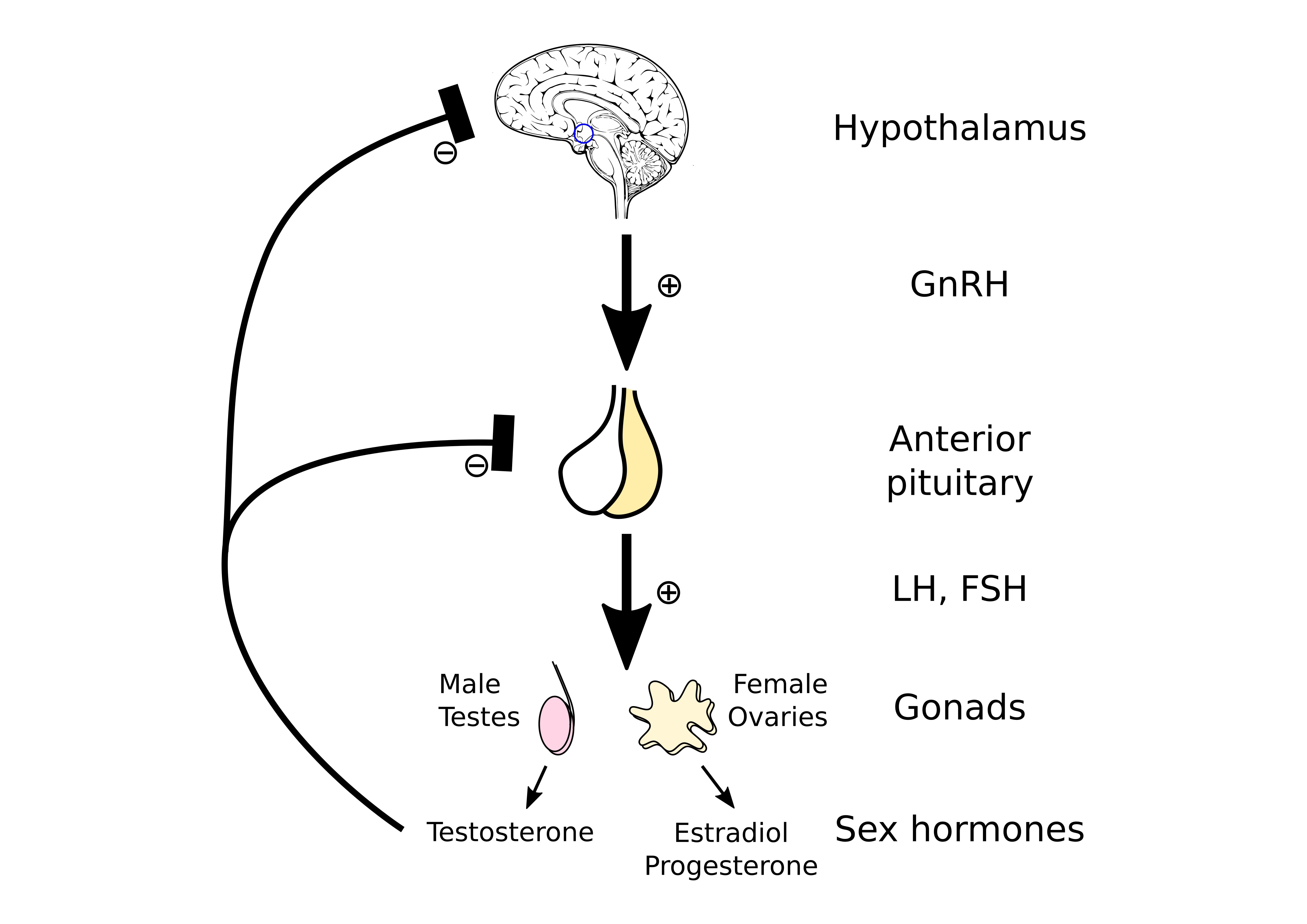 Hipotalamus ve Hipofiz