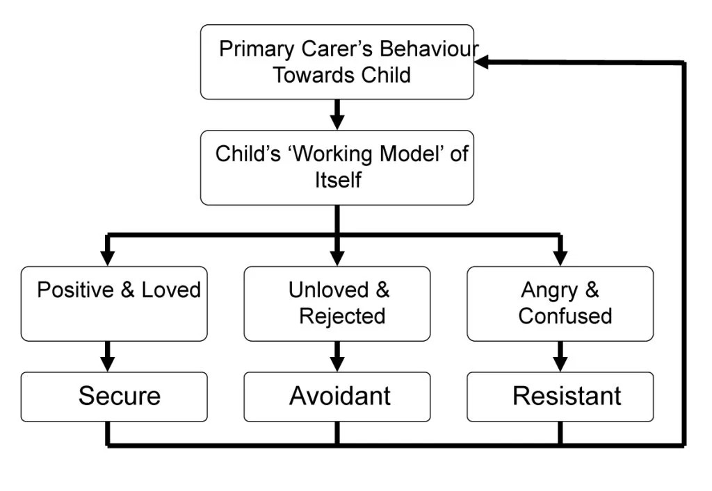 Her şey Primary Carer’s Behaviour Towards Child (ana bakım verenin çocuğa davranışı) ile başlar; çocuk dünyayı ve “dış gerçekliği” ebeveyninin davranışları üzerinden kodlar. Bu deneyim, çocuğun zihninde Child’s Working Model of Itself (çocuğun kendisine dair içsel çalışma modeli) oluşmasına yol açar ve çocuk burada “Ben kimim?” ve “Ben sevilmeye değer miyim?” sorularına cevap geliştirir. Buradan sonra üç ana yol ayrışır: Eğer ebeveyn tutarlı, şefkatli ve hassas ise çocuk kendini Positive & Loved (pozitif ve sevilen) hisseder ve Secure (güvenli bağlanma) geliştirir; yetişkinlikte “Ben değerliyim, insanlar güvenilirdir” inancıyla ilişki kurar. Eğer ebeveyn soğuk, reddedici ve duyguları yok sayan bir tutum sergilerse çocuk kendini Unloved & Rejected (sevilmediğini hisseden ve reddedilen) olarak algılar, Avoidant (kaçıngan bağlanma) geliştirir; “Duygularım önemli değil” öğrenisiyle insanlardan uzak durur. Eğer ebeveyn tutarsız, bazen çok iyi bazen incitici davranıyorsa çocuk Angry & Confused (öfkeli ve kafası karışık) bir iç dünyaya sahip olur ve Resistant (dirençli/kaygılı bağlanma) geliştirir; çocuk sürekli onay ararken aynı zamanda yoğun öfke ve kafa karışıklığıyla bağlanmaya çalışır.